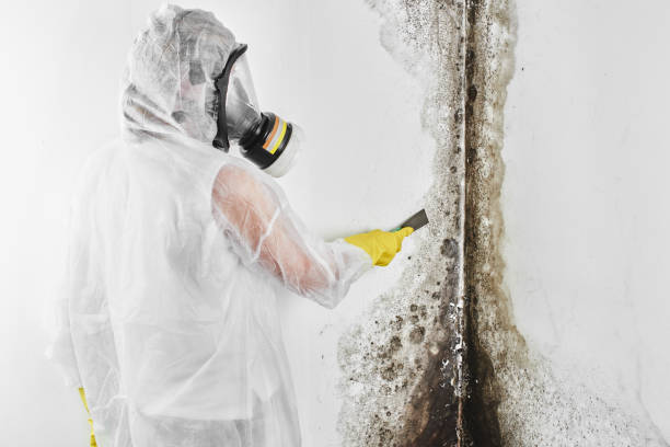 Best Professional Mold Removal  in Palm Desert, CA