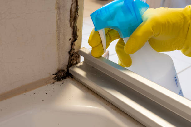 Best Emergency Mold Removal  in Palm Desert, CA