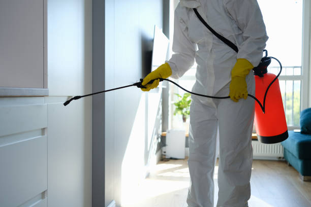 Home Mold Removal in Palm Desert, CA