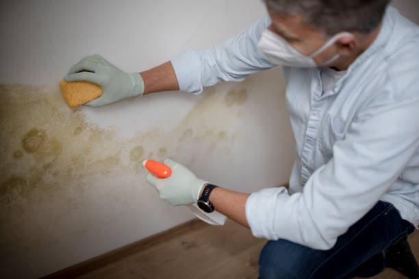 Best Mold Cleaning Services  in Palm Desert, CA