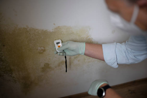 Best Office Mold Removal Services  in Palm Desert, CA