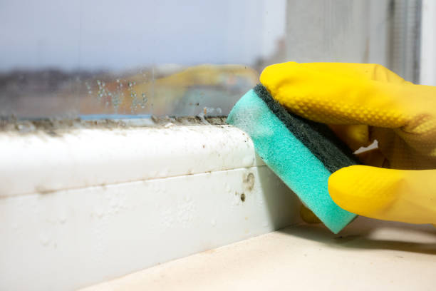 Best Same-Day Mold Removal  in Palm Desert, CA