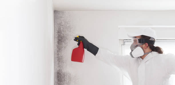 Best Residential Mold Removal  in Palm Desert, CA
