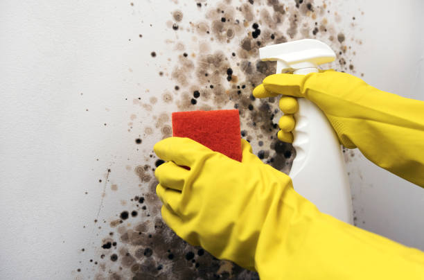 Best Fast Mold Removal  in Palm Desert, CA