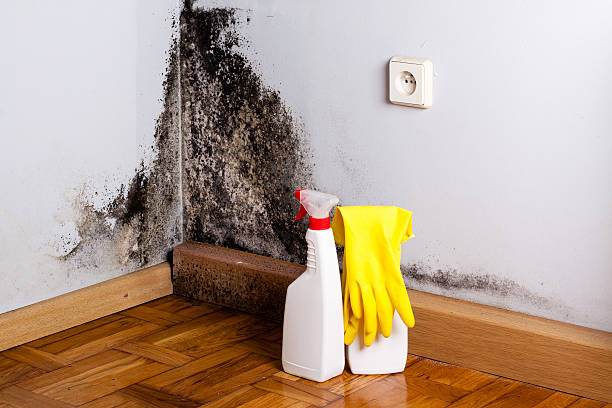 Best Black Mold Removal  in Palm Desert, CA