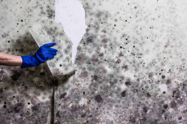 Best Certified Mold Removal  in Palm Desert, CA