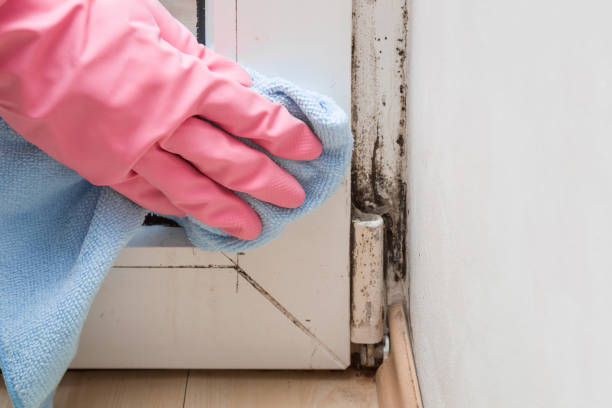 Best Same-Day Mold Removal  in Palm Desert, CA