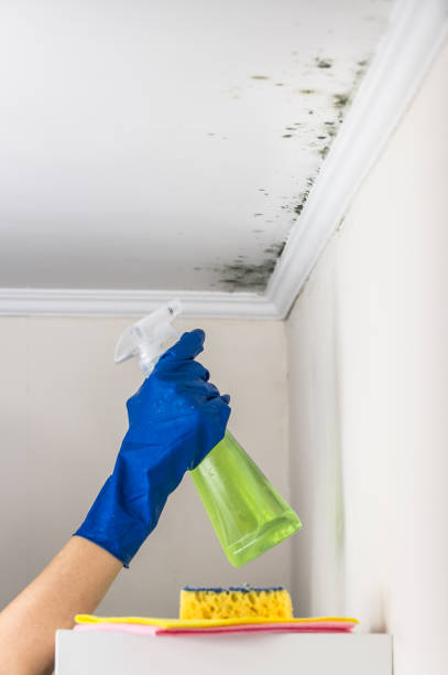 Best Emergency Mold Removal  in Palm Desert, CA
