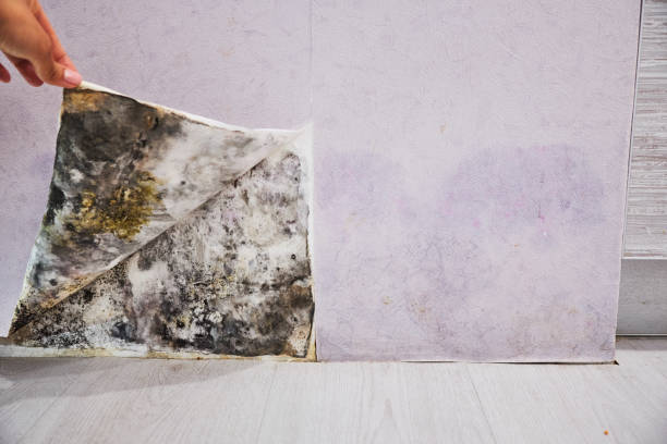 Best Mold Damage Repair  in Palm Desert, CA